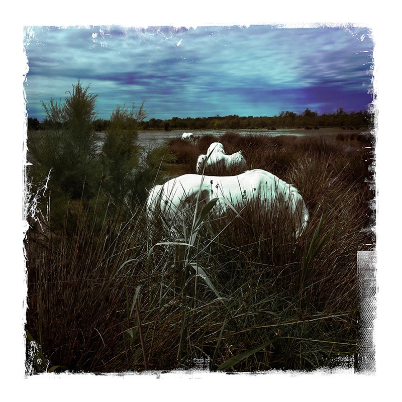 L'instant même, "Camargue"_P. Bois© Tirage de tête N°1