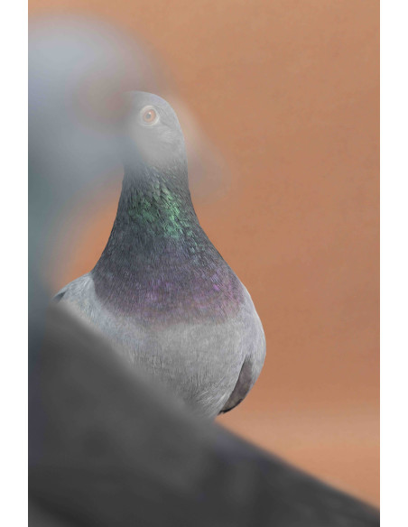 La Fascinante Histoire du Pigeon de Rue_Luisa Maria Stagno©Arnaud Bizalion Éditeur