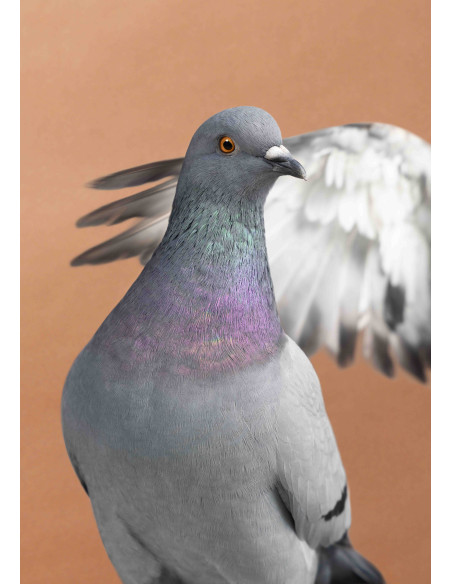 La Fascinante Histoire du Pigeon de Rue_Luisa Maria Stagno©Arnaud Bizalion Éditeur