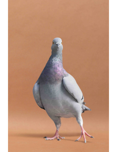 La Fascinante Histoire du Pigeon de Rue_Luisa Maria Stagno©Arnaud Bizalion Éditeur