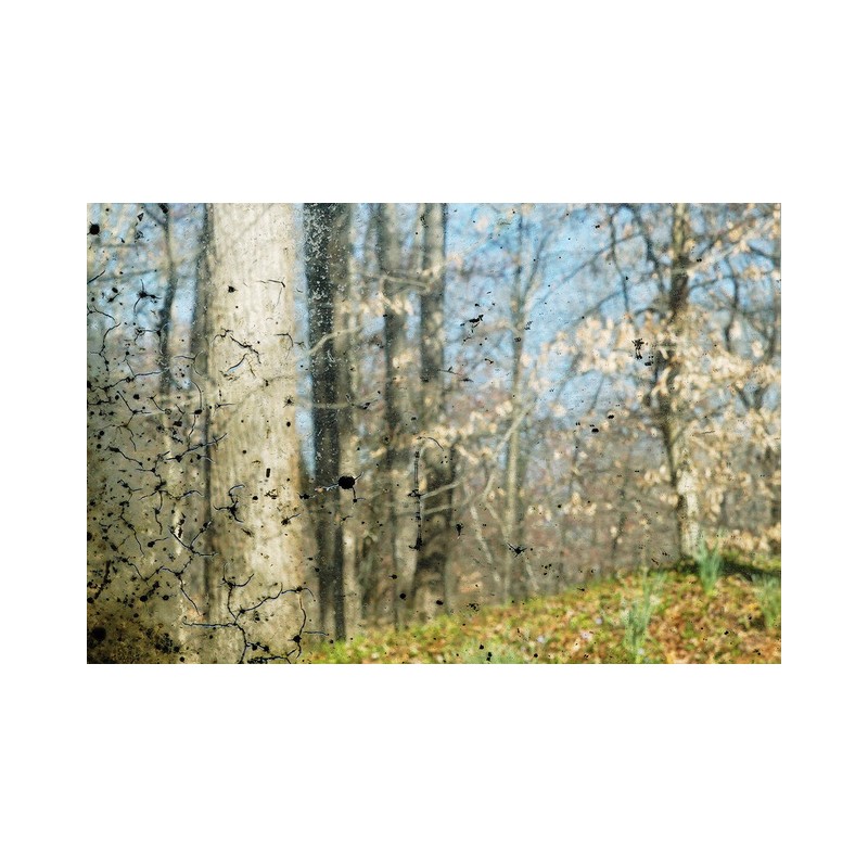 Twin Oaks, une communauté intentionnelle (Virginie, États-Unis)